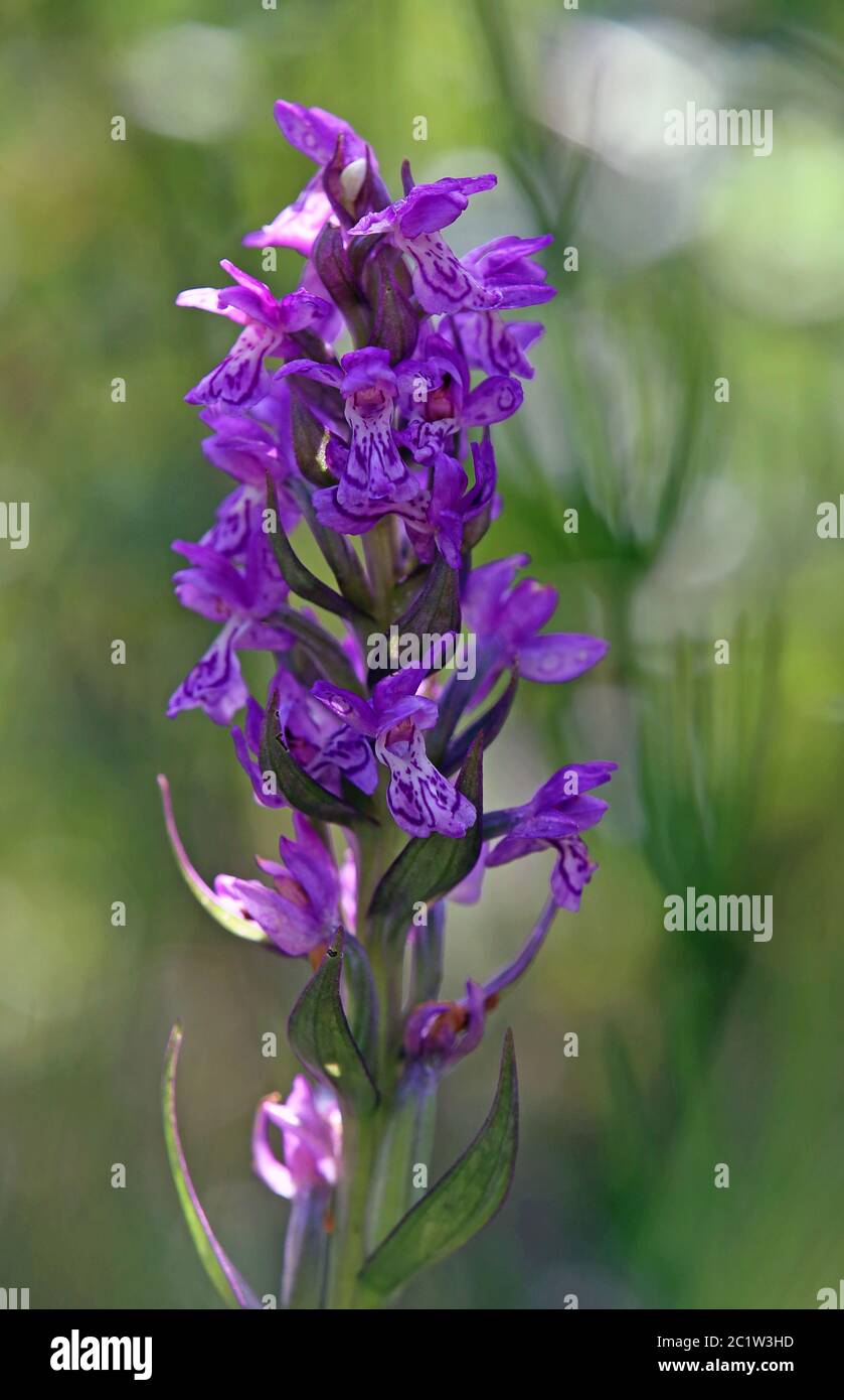 Dactylorhiza majalis, erbaccia di ragazzo a foglie larghe Foto Stock