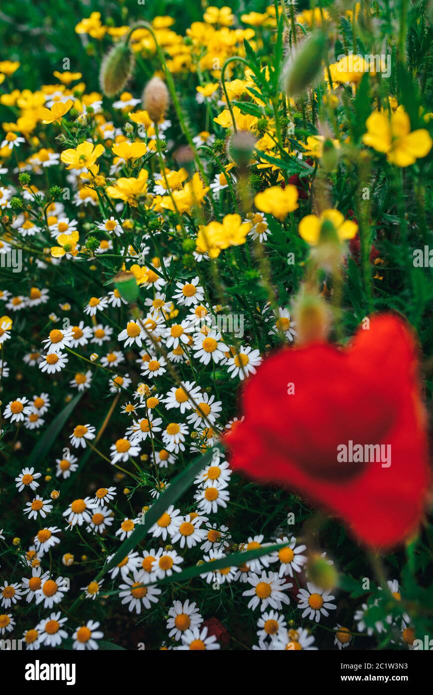 Bel prato primaverile, fiori di papavero rosso, fiore di camomilla bianco e coppa di fiori di prato giallo Foto Stock