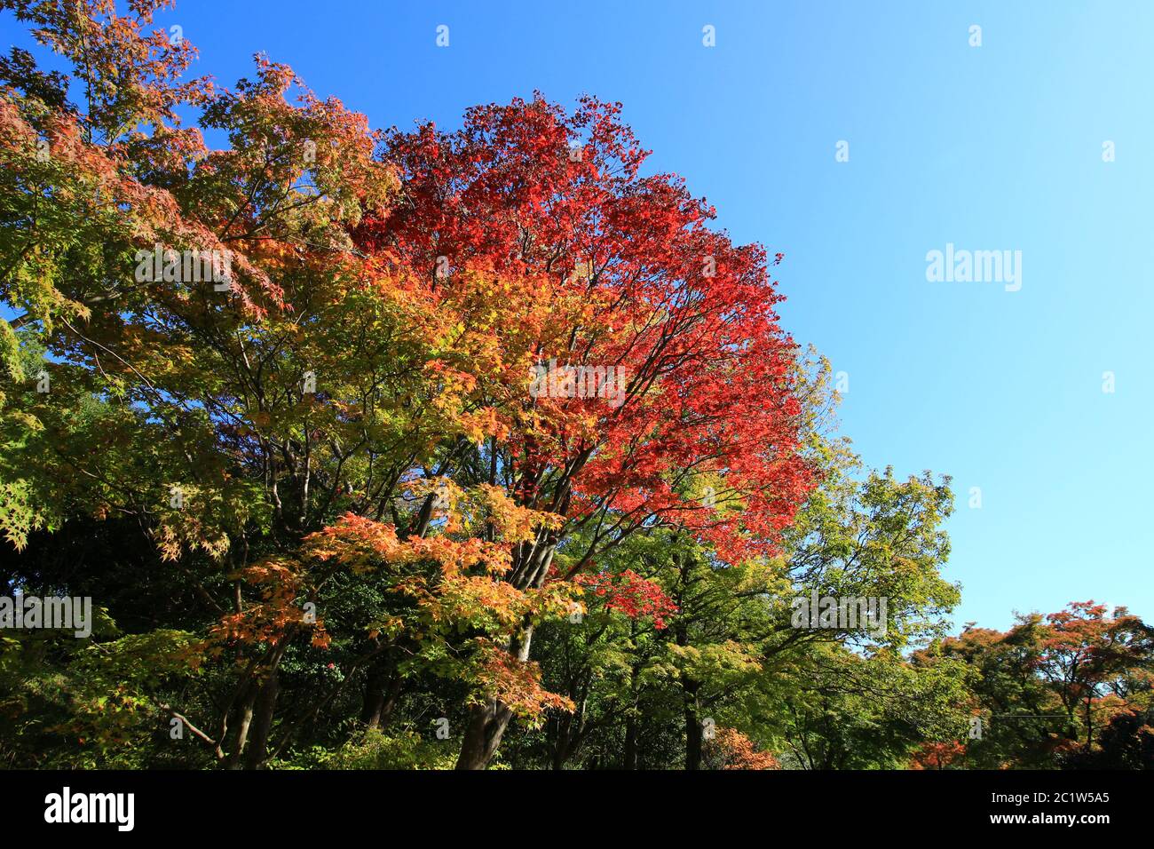 Autunno foresta che diventa rosso Foto Stock