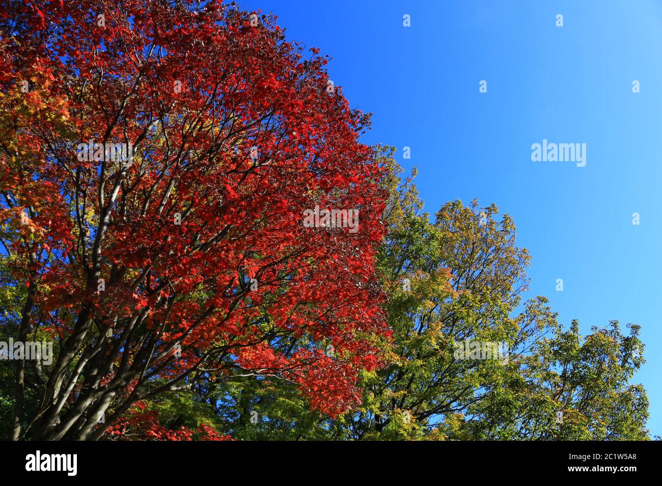 Autunno foresta che diventa rosso Foto Stock