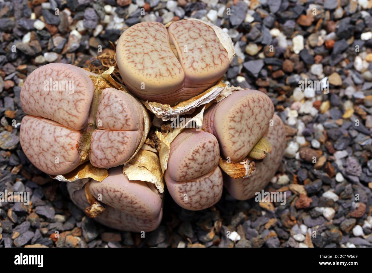Pietre viventi Lithops pseudotruncatella dalla Namibia Foto Stock