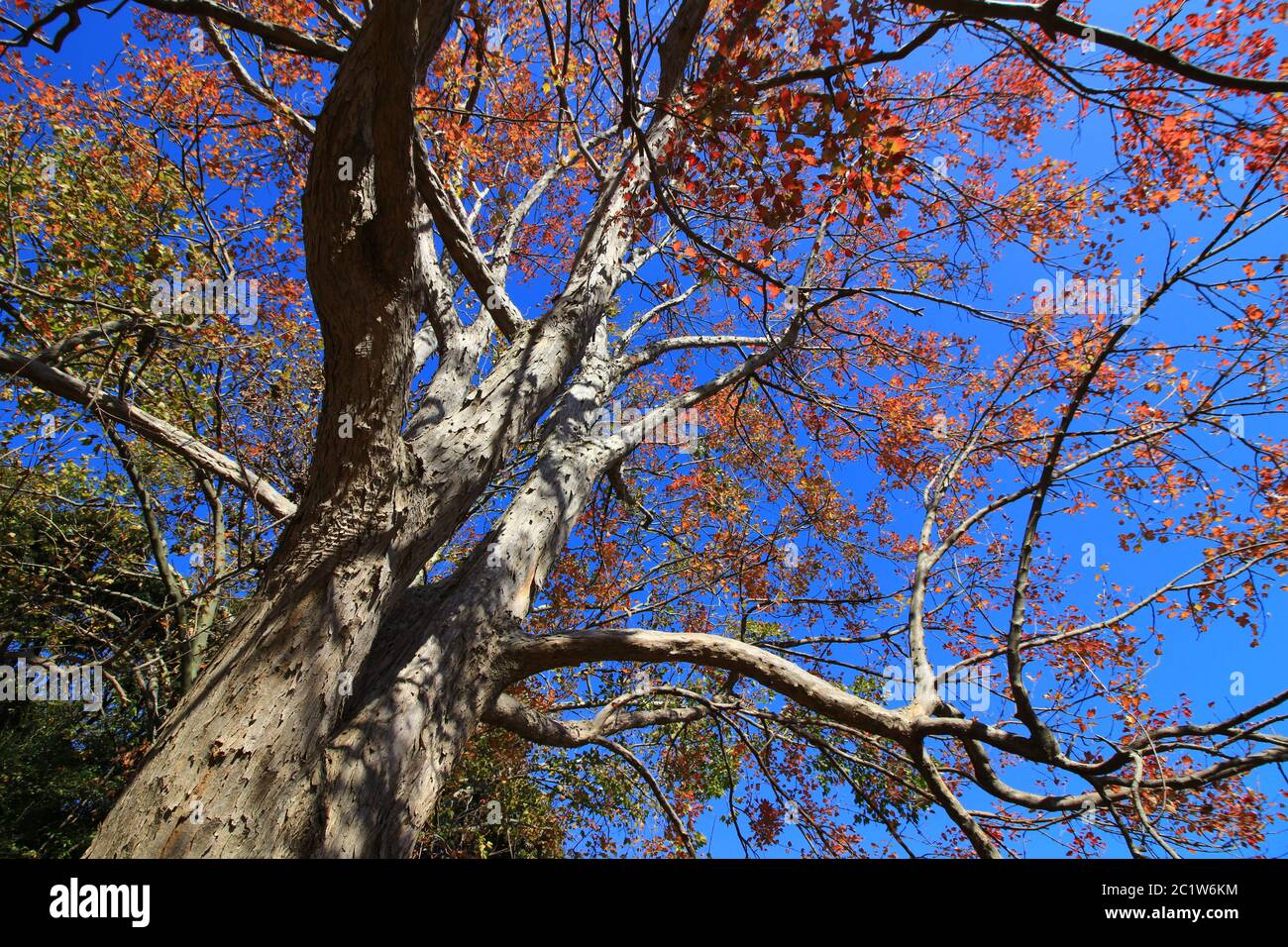 Un grande albero di acero tridente che diventa rosso Foto Stock