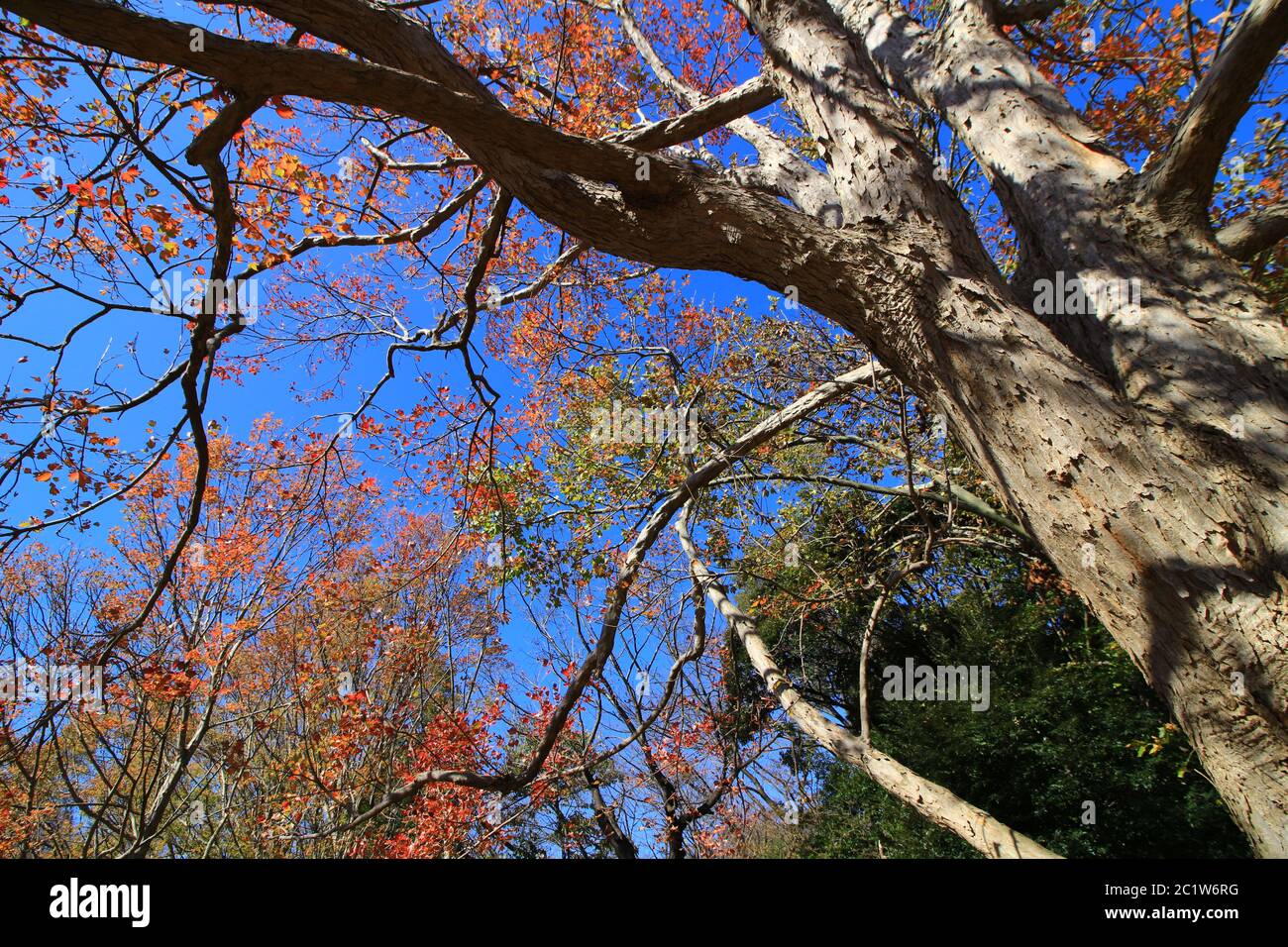 Un grande albero di acero tridente che diventa rosso Foto Stock