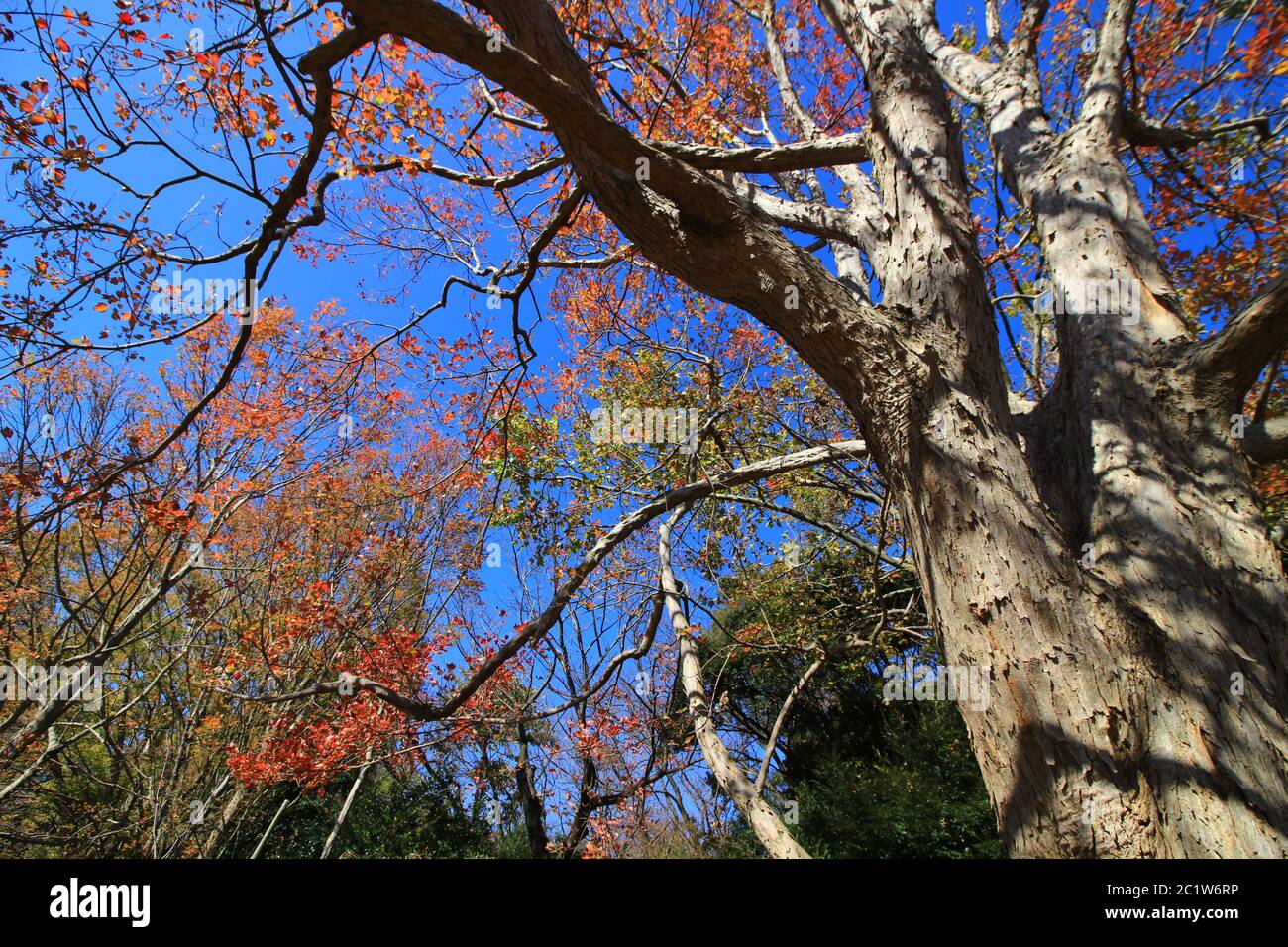 Un grande albero di acero tridente che diventa rosso Foto Stock