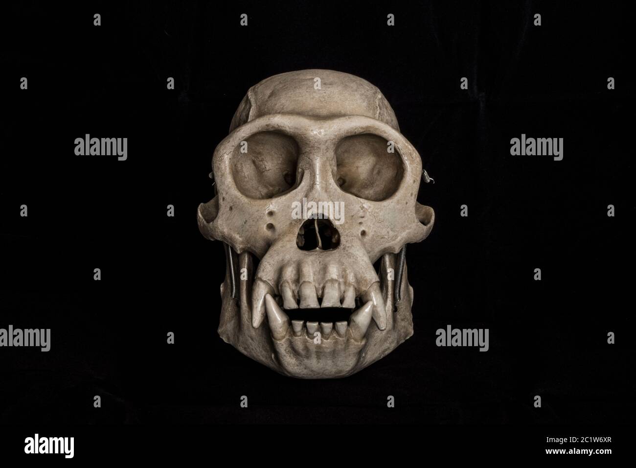 cranio di scimmia di plastica con sfondo nero Foto Stock