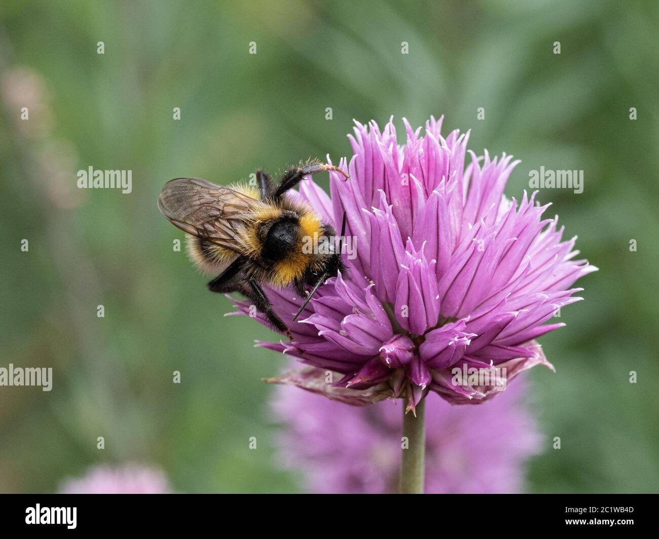 Un primo piano di un'ape bumble che si nuce su una testa di fiore di erba cipollina Foto Stock