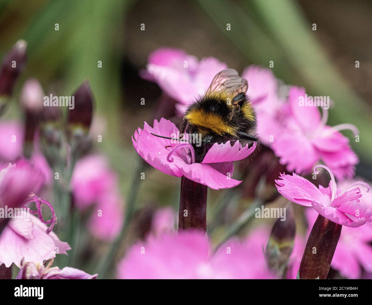Un primo piano di un'ape bumble che si nutra sul fiore rosa di Dianthus Dinetta Foto Stock
