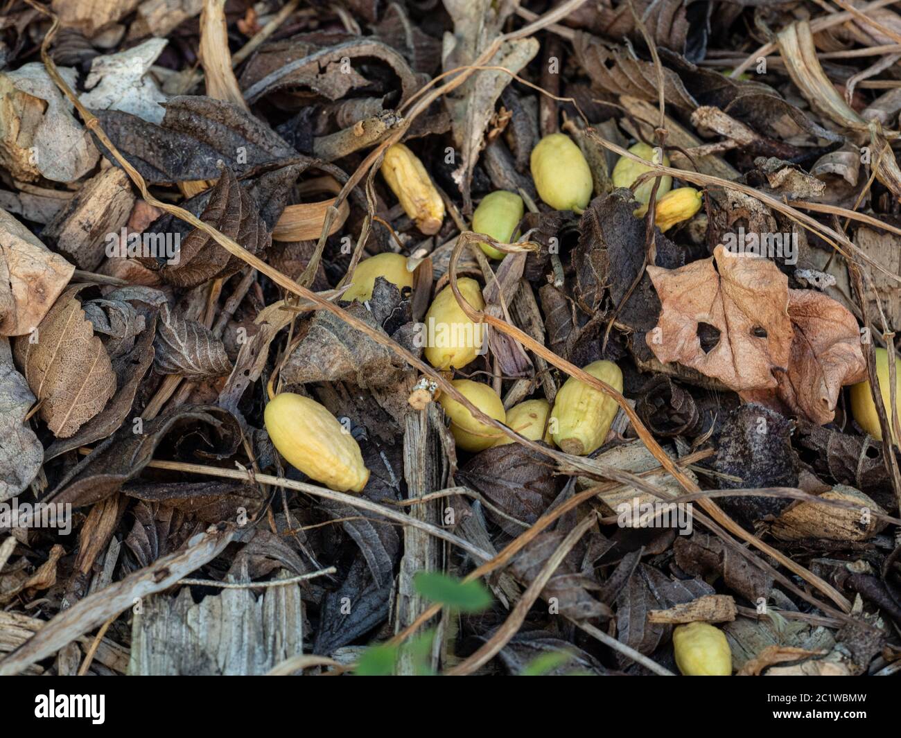 I gusci di gesso maturi di Galanthus nivalis giacenti sul terreno dopo che il fogliame è morto via Foto Stock