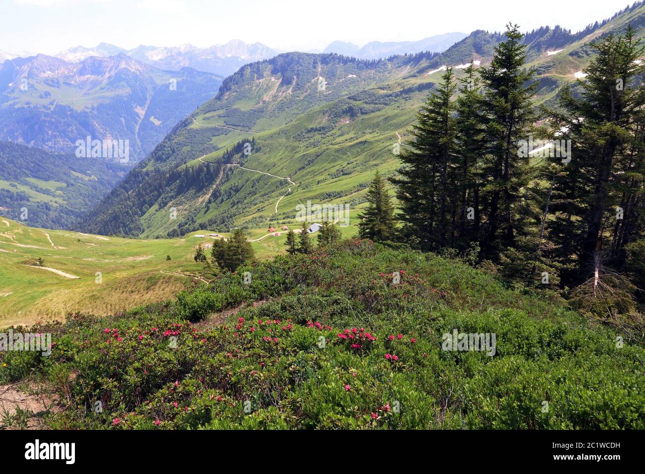Rosa alpina sul Furkajoch in Austria. Bellissimo paesaggio alpino di montagna in Vorarlberg Foto Stock