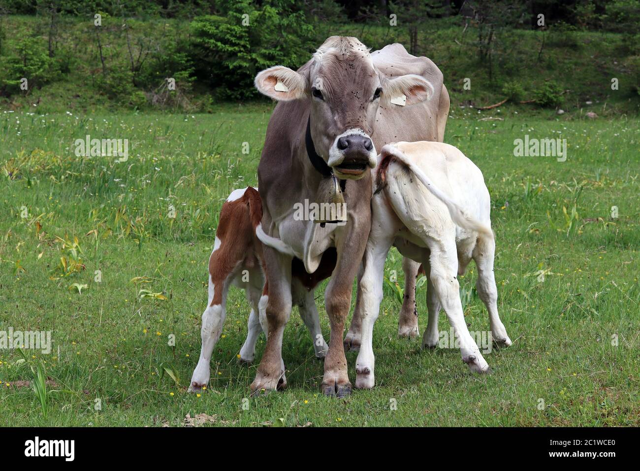 Una mucca madre le lascia bere due vitelli dalla mammella. Bere latte dalla madre. Bruni bovini nel pascolo Foto Stock