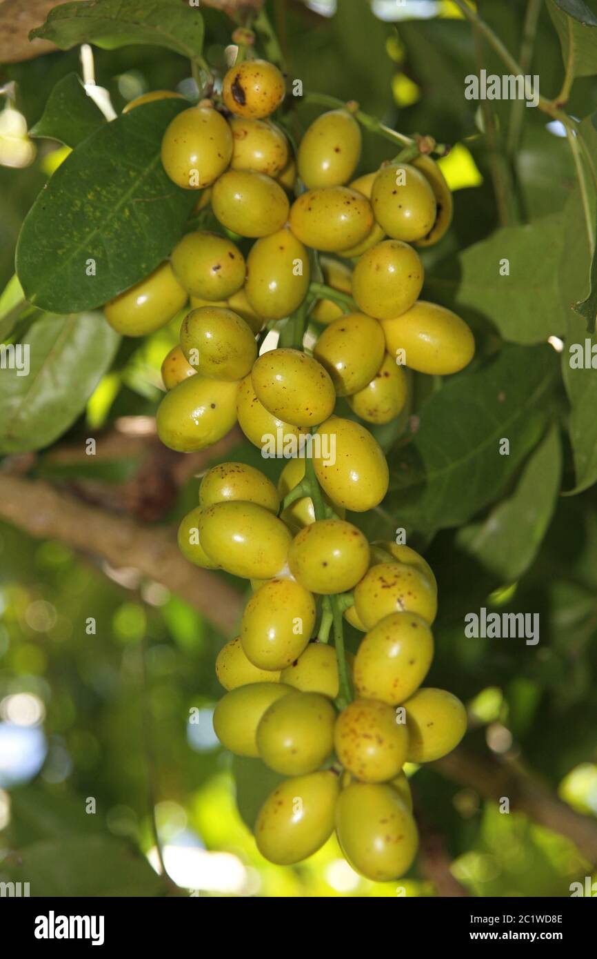 Frutta tropicale nella foresta pluviale, uva birmana, Ampangorinana, Nosy Komba, Madagascar. Foto Stock