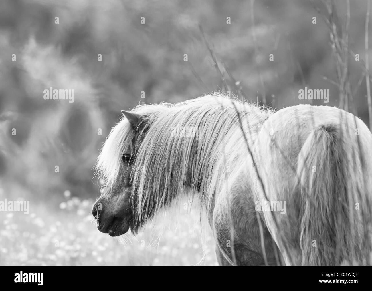 ritratto artistico di un cavallo nano in scala di grigio bianco e nero fuoco selettivo sfondo sfocato Foto Stock