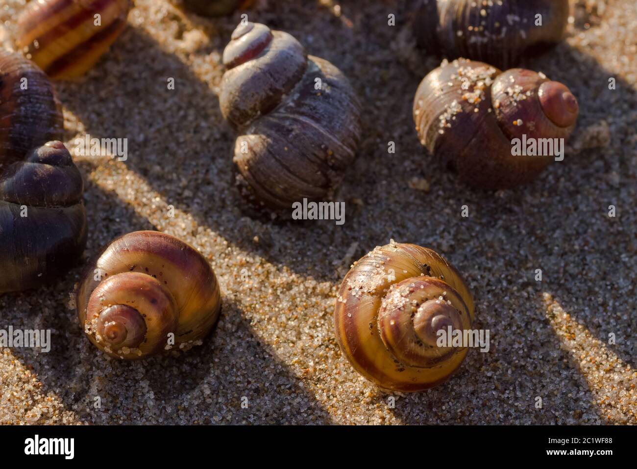 Conchiglie sulla sabbia Foto Stock