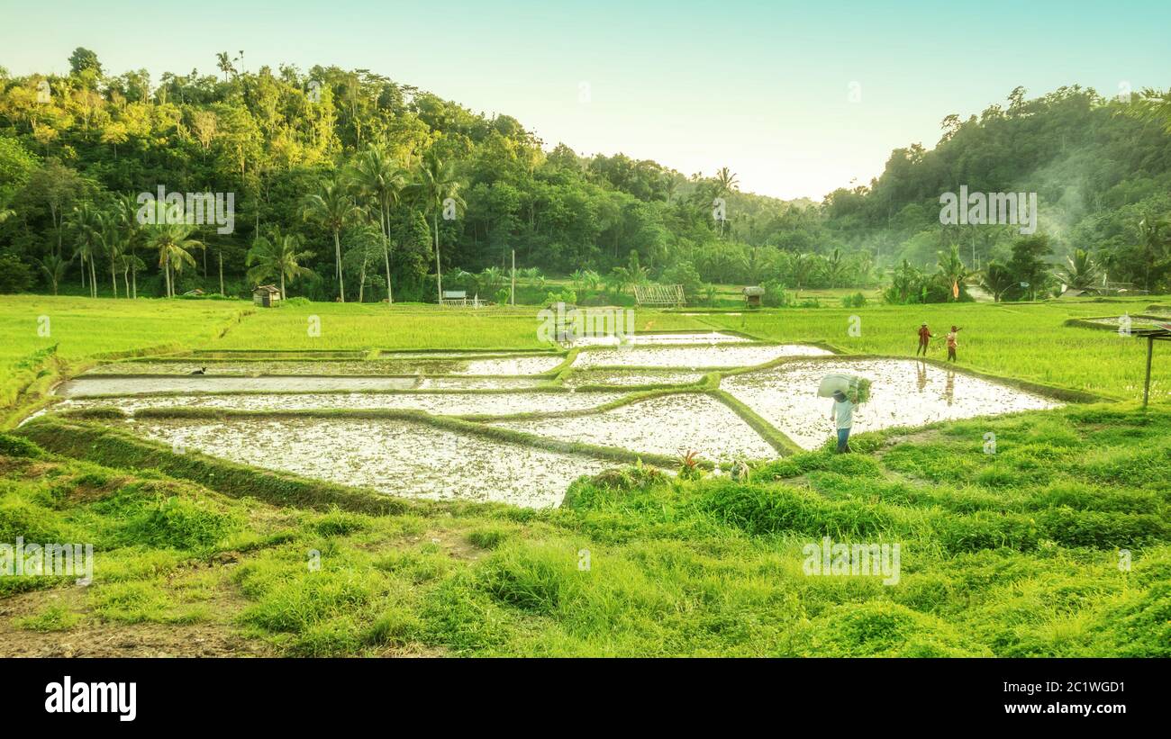 Paesaggio di Bali con il verde rigoglioso campo di riso Foto Stock