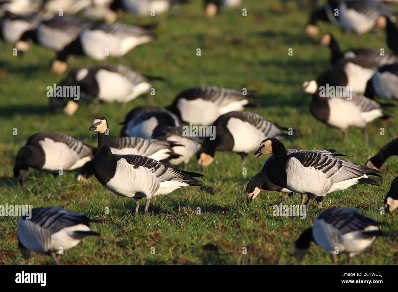 BARNACLE GOOSE, SCOZIA, REGNO UNITO. Foto Stock