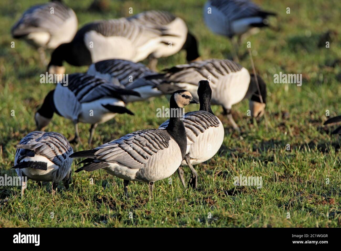 BARNACLE GOOSE, SCOZIA, REGNO UNITO. Foto Stock