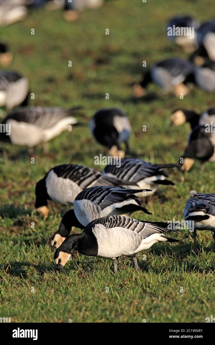 BARNACLE GOOSE, SCOZIA, REGNO UNITO. Foto Stock