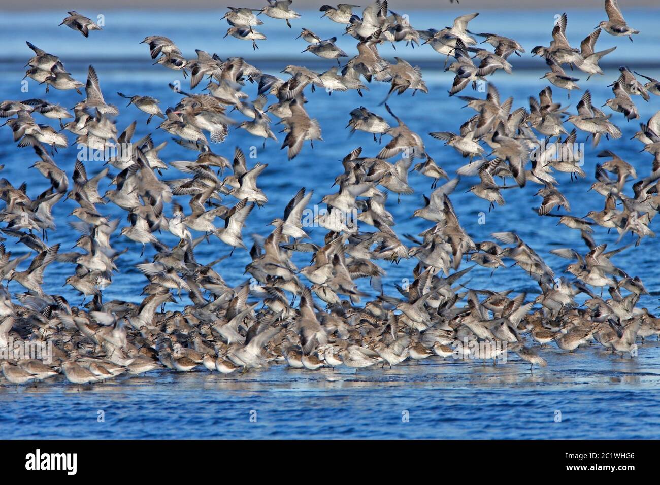 Nodo (Calidris canutus) gregge, Scozia, Regno Unito. Foto Stock