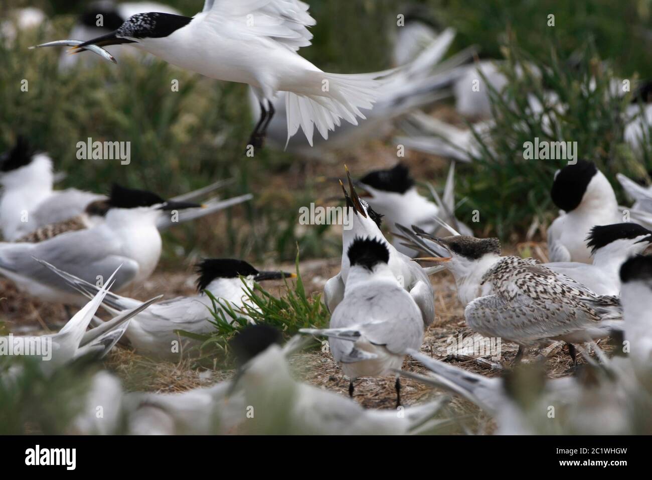 SANDWICH TERN, REGNO UNITO. Foto Stock