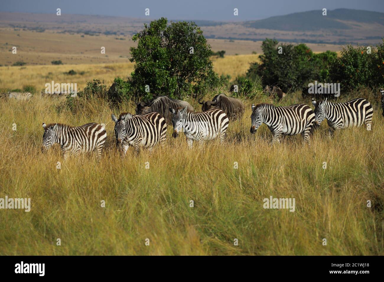 Zebre e Gnus vagare fianco a fianco attraverso il Masai Mara Foto Stock