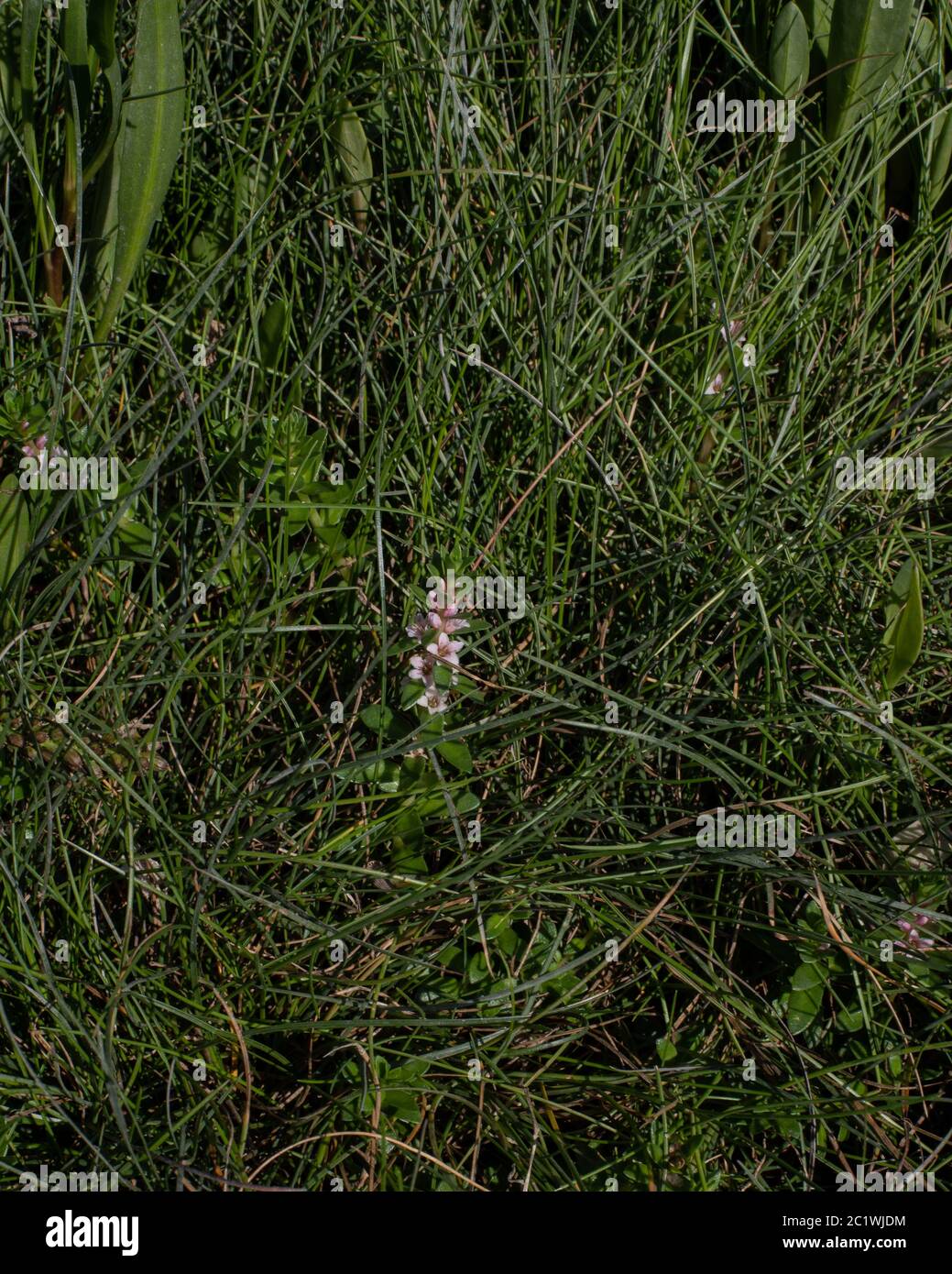 Sea milkwort, aka... alghe di mare e salmoni neri (glaux maritima) Foto Stock