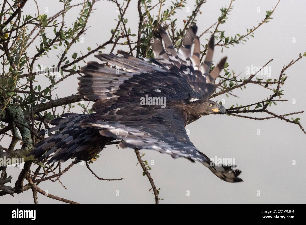 African aquila coronata decolla dal ramo Foto Stock
