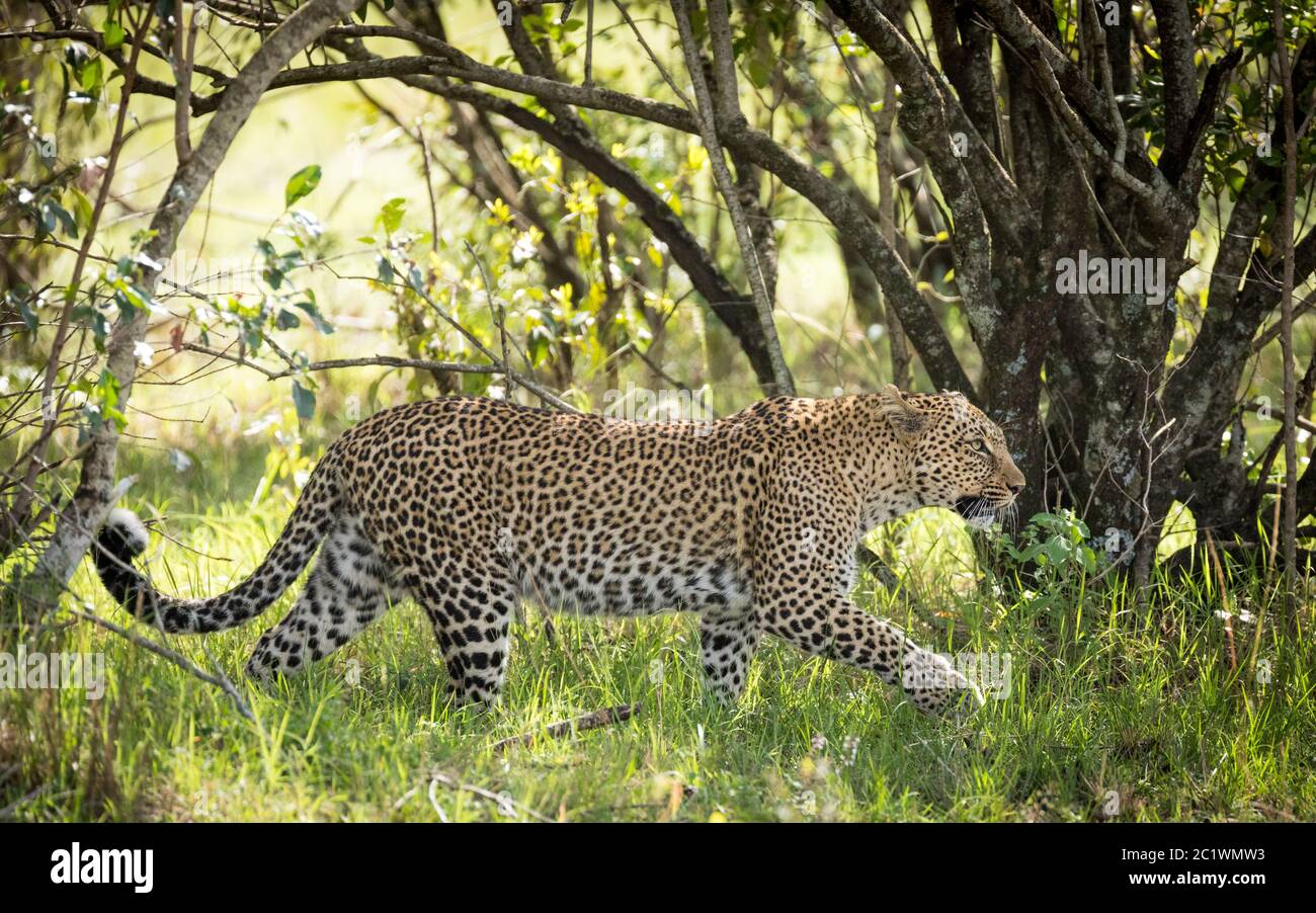 Vista laterale di un leopardo adulto che cammina attraverso la macchia verde in Masai Mara Kenya Foto Stock