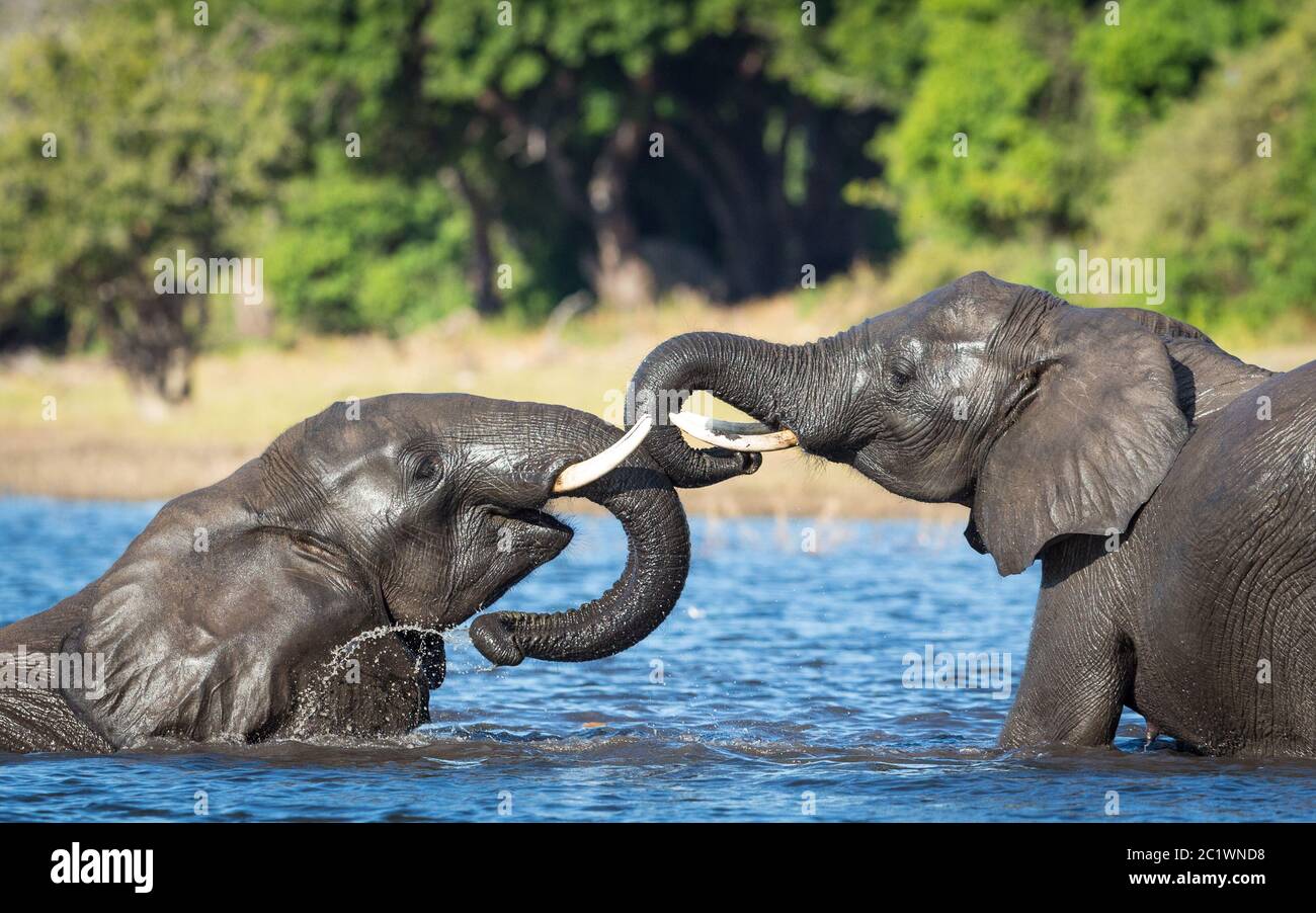 Due elefanti che giocano in acqua in una giornata di sole con cespugli verdi sullo sfondo del fiume Chobe Botswana Foto Stock