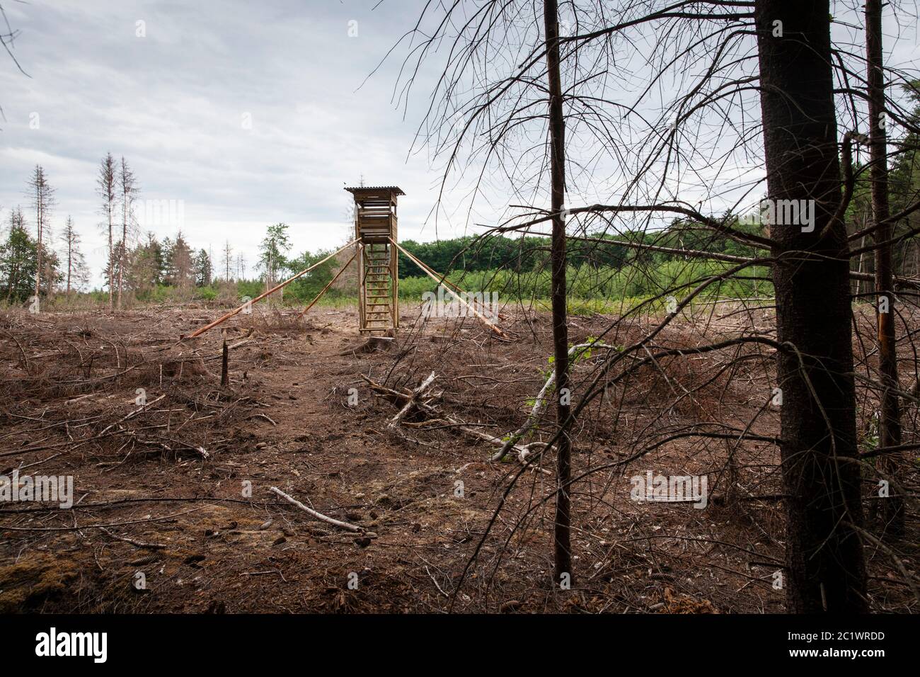 Sede di caccia in una foresta di abete rosso nella foresta di KoenigsForest vicino a Colonia che è morto a causa della siccità e il barile è stato eliminato, Renania settentrionale-Vestfalia Foto Stock