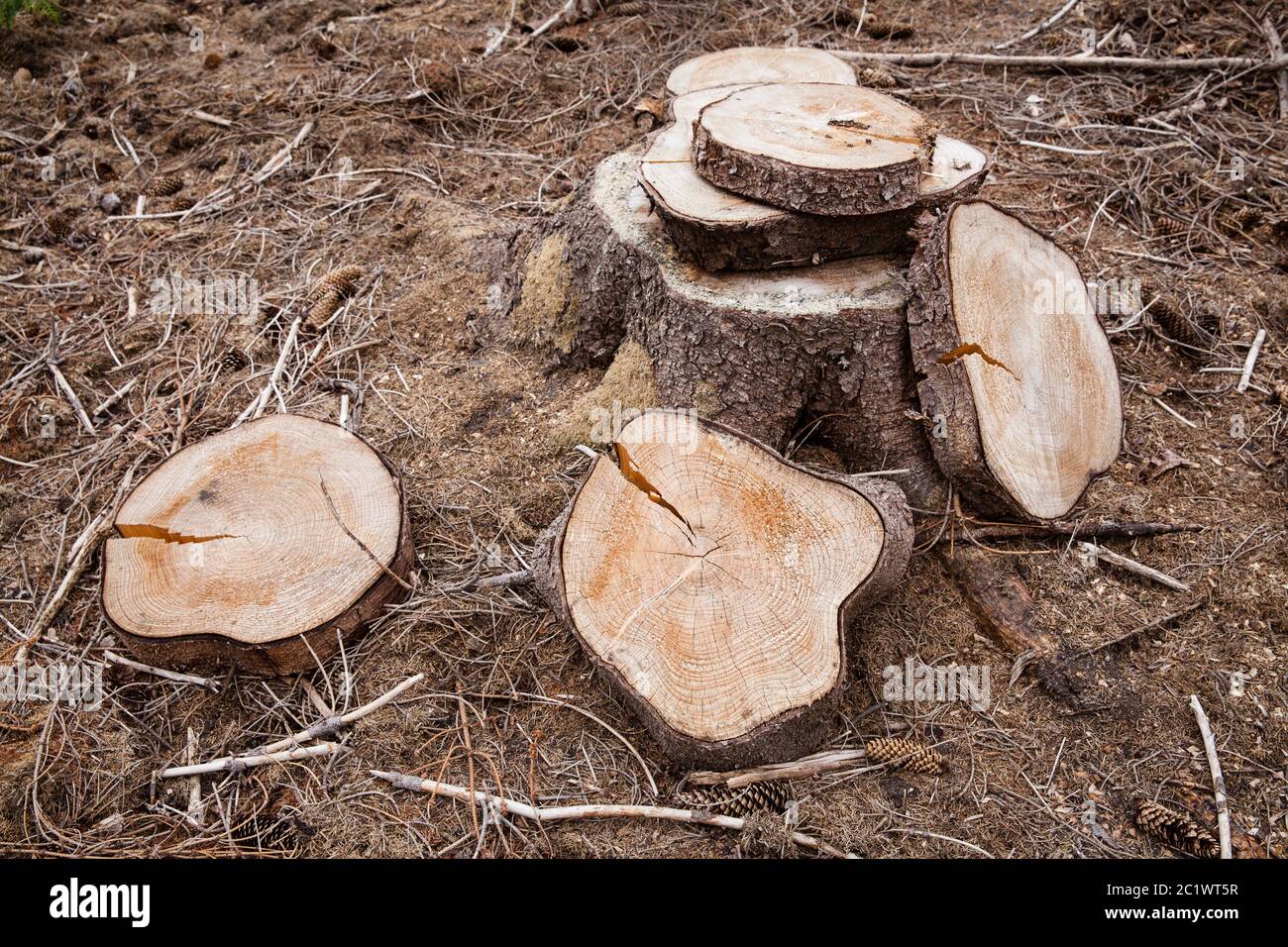 Fette di abete rosso gelificato nella foresta di Koenigsnei pressi di Colonia, Renania settentrionale-Vestfalia, Germania. Scheiben einer gefaellten Fichte im Koenigsforst bei Ko Foto Stock