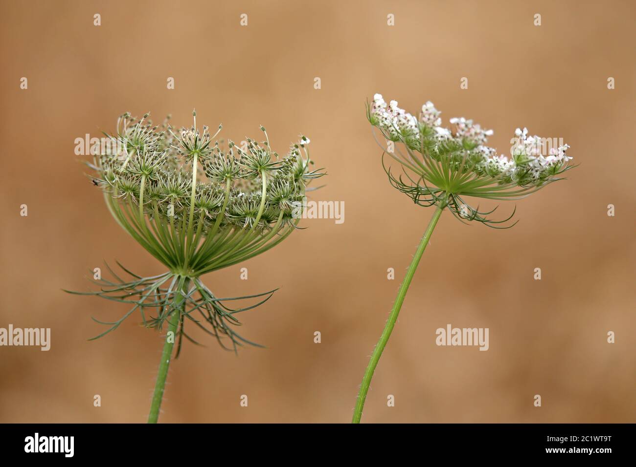 Infiorescenza e stand di frutta alla carota Wild Carrot Daucus Foto Stock