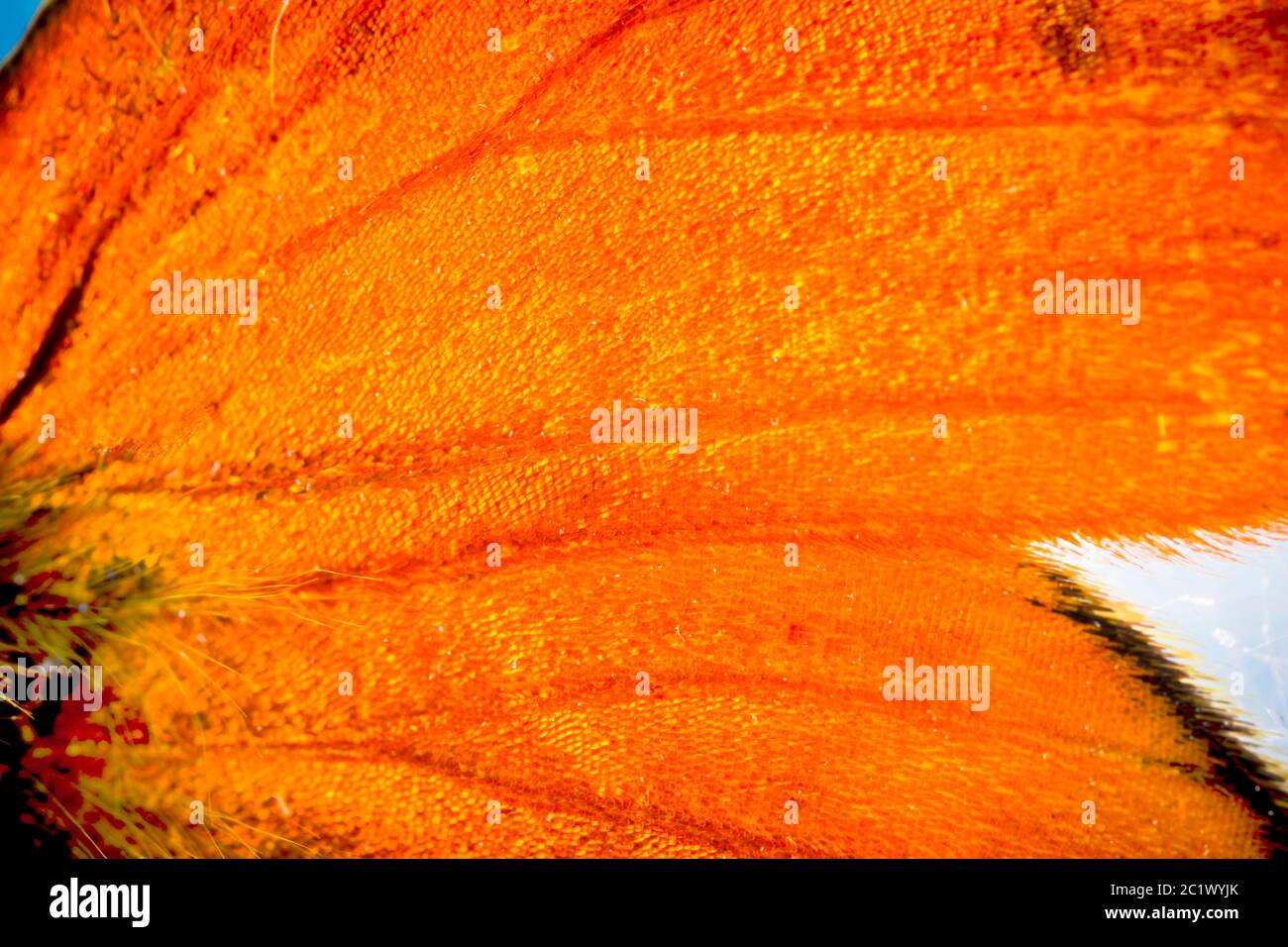 Rame scarso (Heodes virgaureae, Lycaena virgaureae, Chrysophanus virgaureae), dettaglio delle marcature sulle ali, colorazione di avvertimento, Germania, Baviera, Niederbayern, bassa Baviera Foto Stock