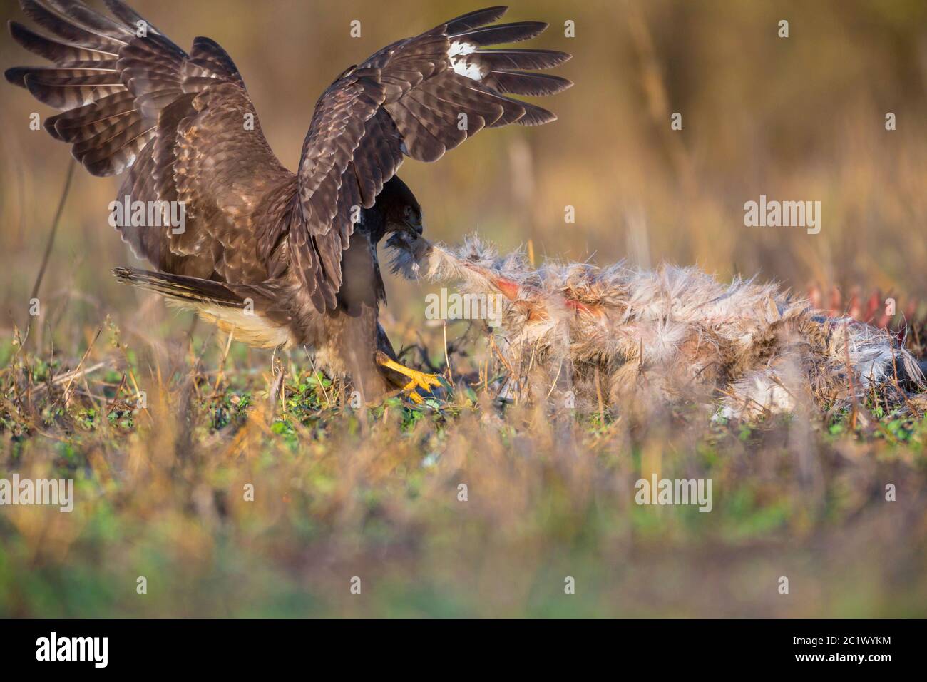 Buzzard eurasiatica (Buteo buteo), cravatte per tirare via la preda con le ali aperte, Germania, Baviera, Niederbayern, bassa Baviera Foto Stock