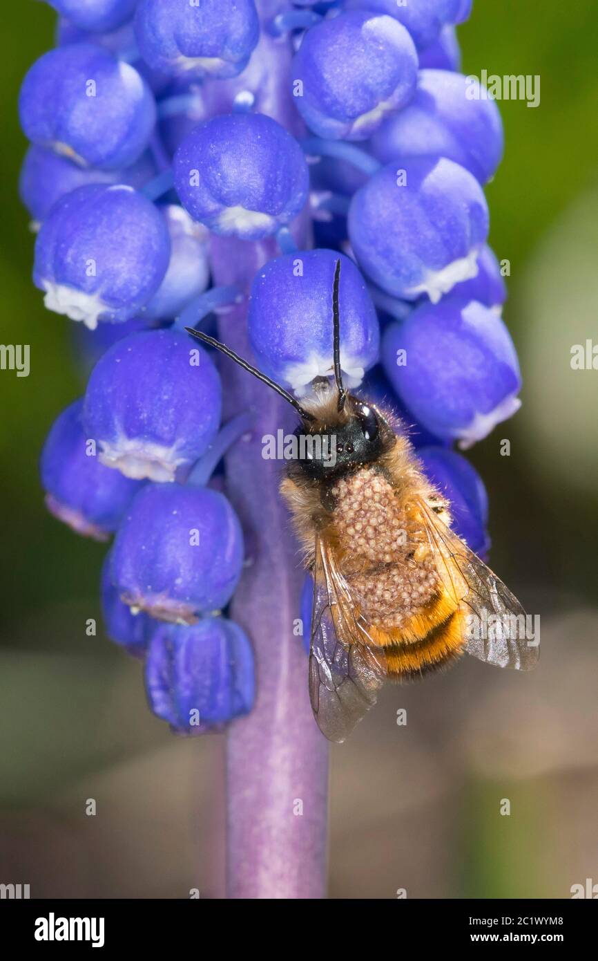 Ape di muratore rosso (Osmia rufa, Osmia bicornis), maschio con infestazione di acaro che visita i fiori di Muscari, Germania Foto Stock