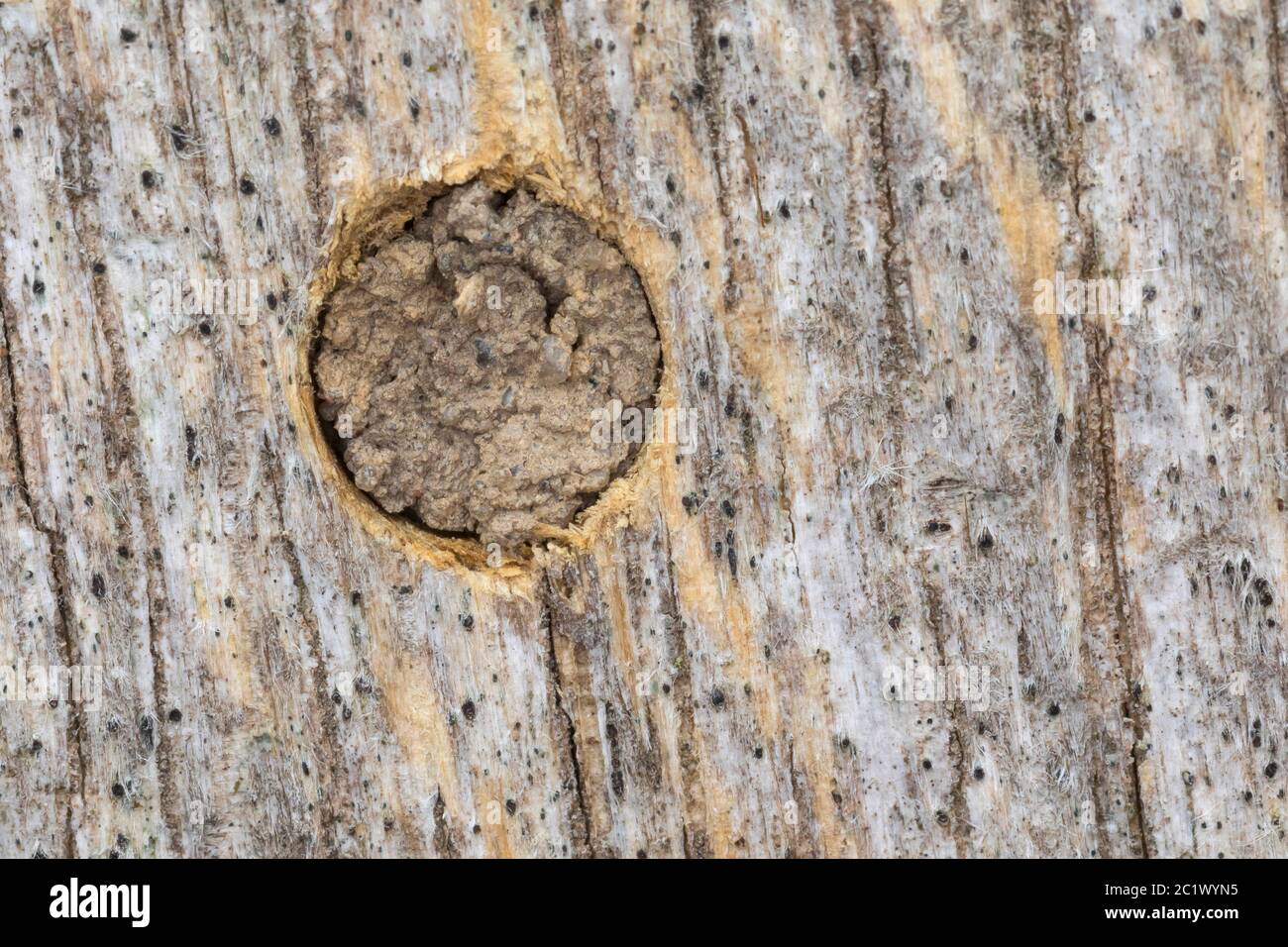 Ape di muratore rosso (Osmia rufa, Osmia bicornis), sigillatura del nido con sabbia, argilla e terreno, Germania Foto Stock
