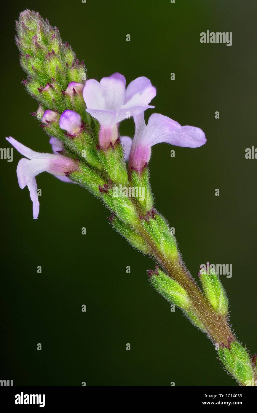 Vervain europeo, erba di Turchia, gioia di Simpler (Verbena officinalis), fiori, macro shot, Germania, Baviera Foto Stock