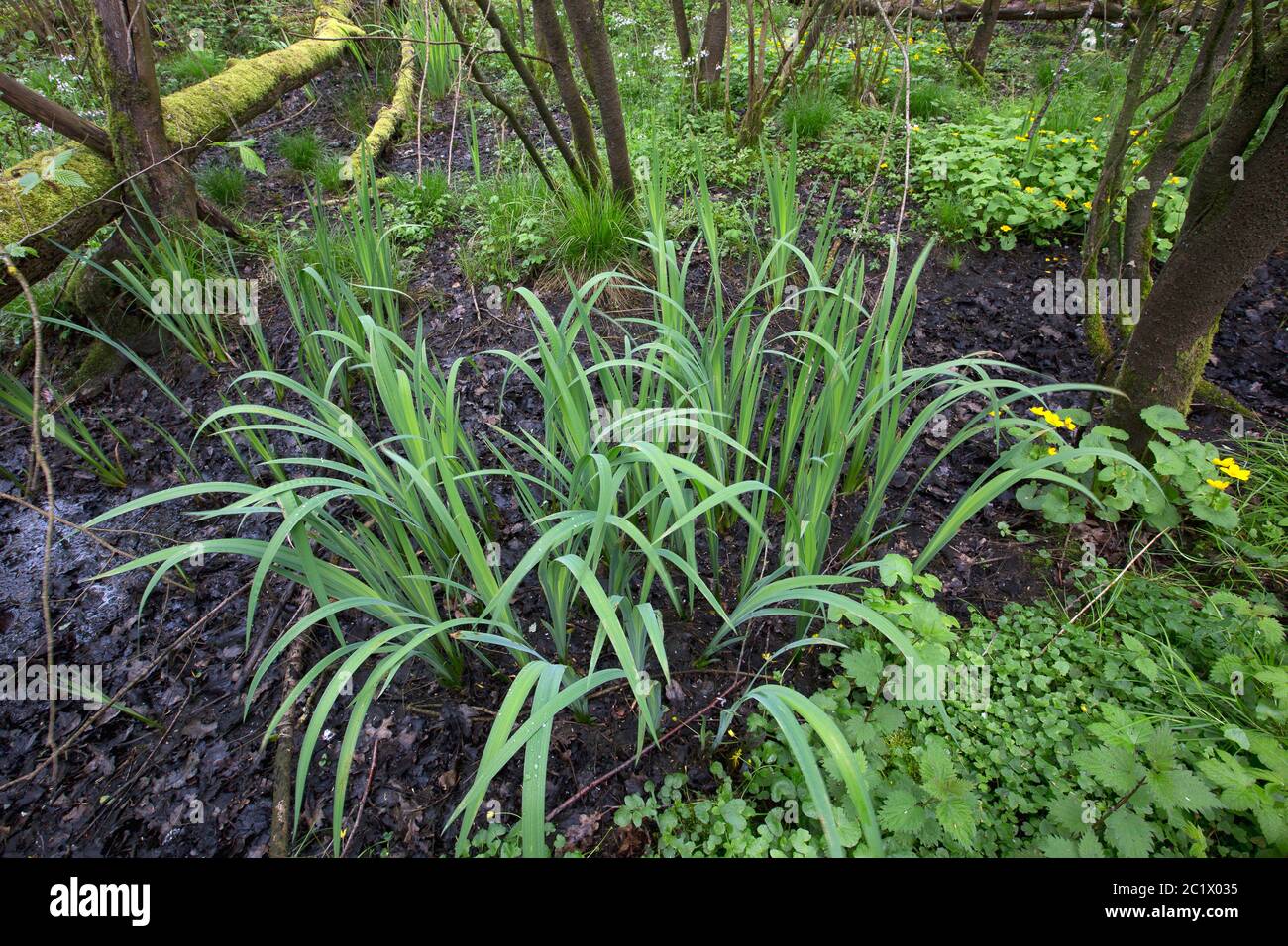 Iris giallo, bandiera gialla (Iris pseudacorus), nella riserva naturale Vorte Bossen con palude, Belgio, Fiandre Occidentali, Ruiselede, Riserva naturale di Vorte Bossen Foto Stock