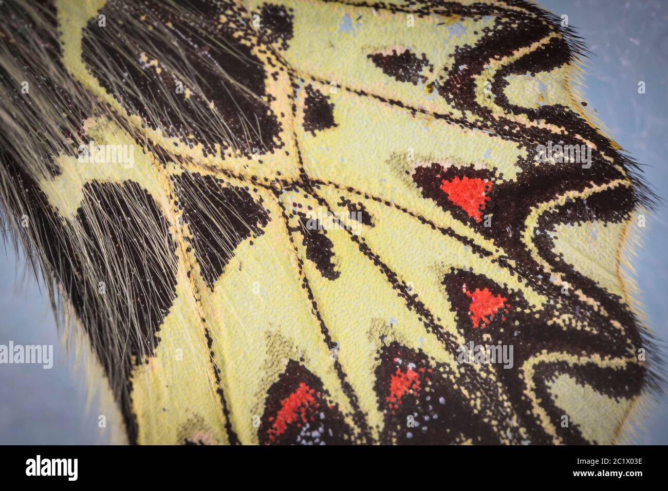 Festone meridionale (Zerynthia polyxena), particolare di schemi alari, ali posteriori, colorazione di avviso Foto Stock
