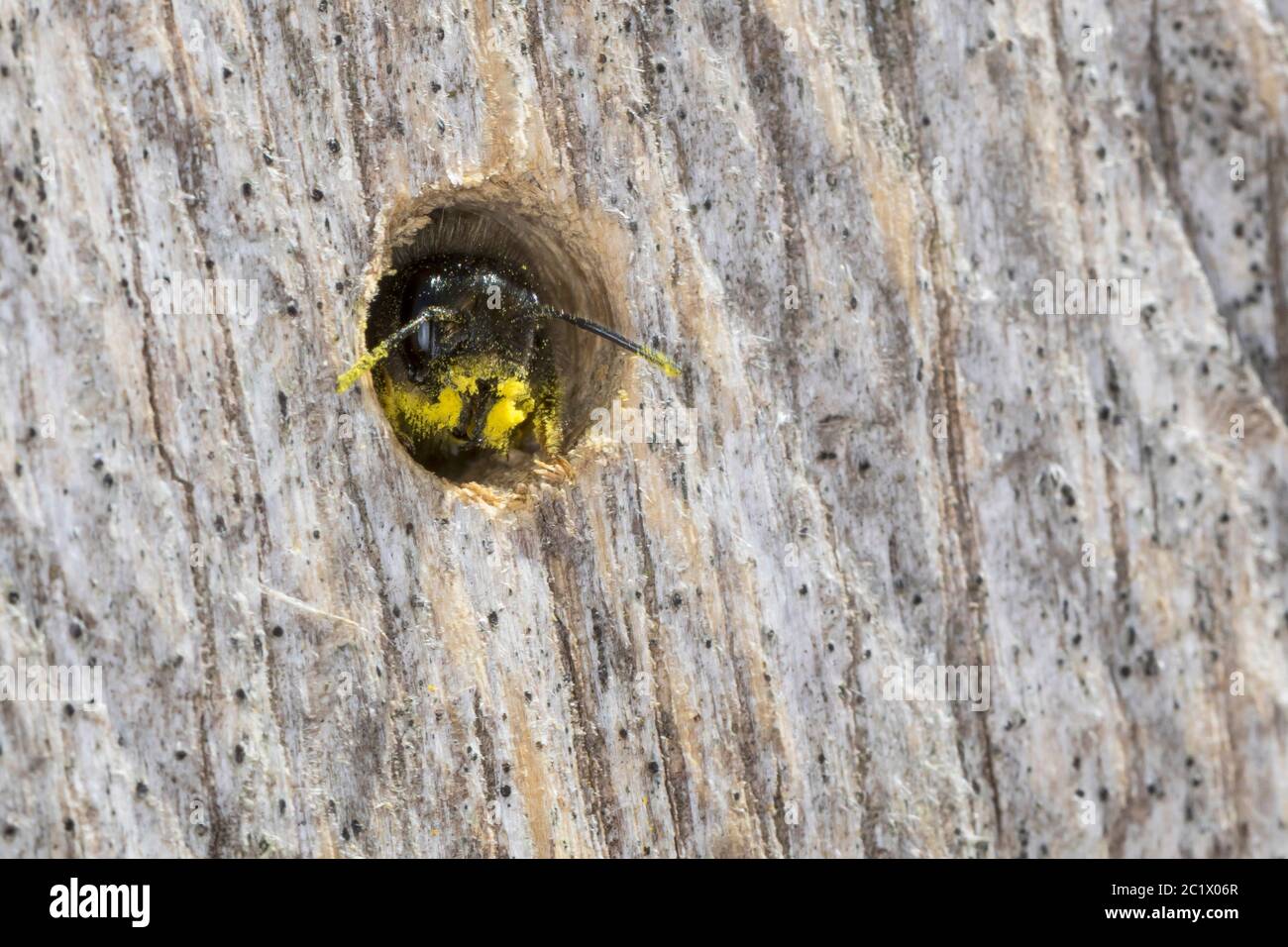 Ape di muratore rosso (Osmia rufa, Osmia bicornis), femmina al tubo di nidificazione, Germania Foto Stock