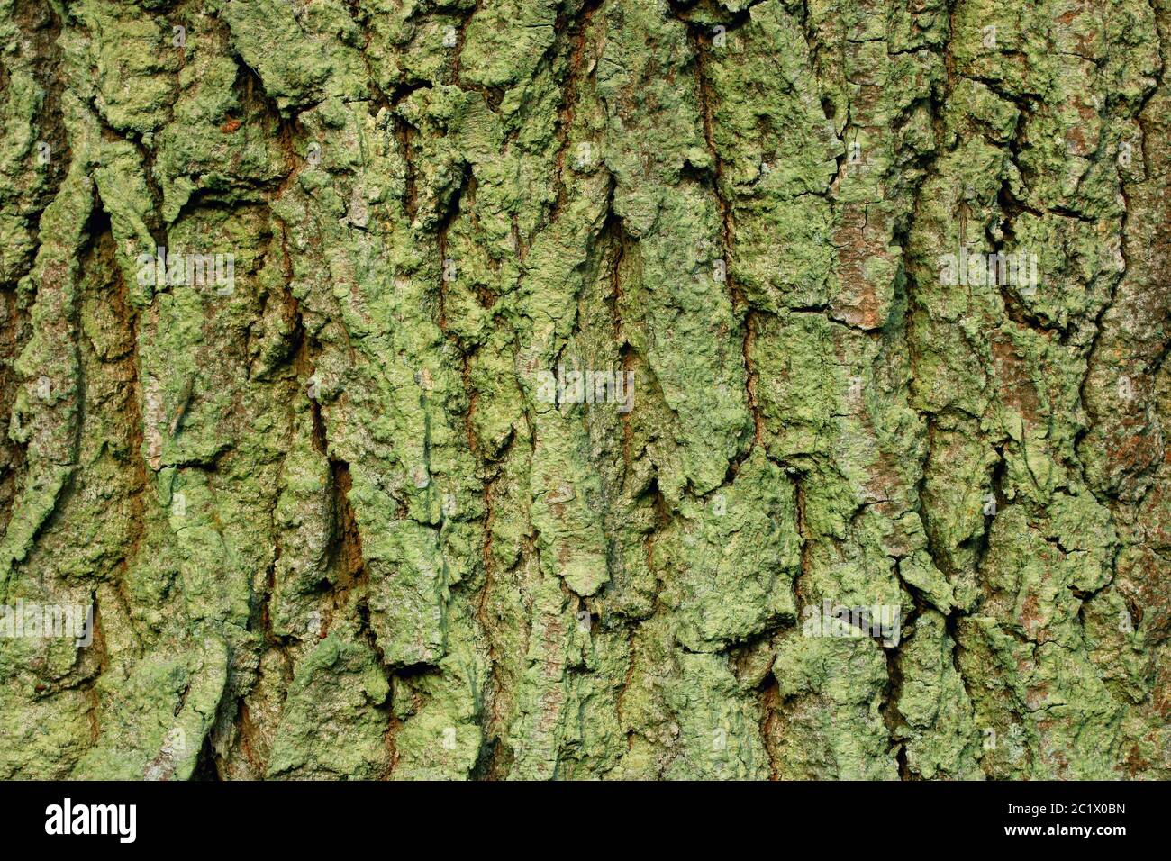 Quercia comune, corteccia, Quercus robur Foto Stock