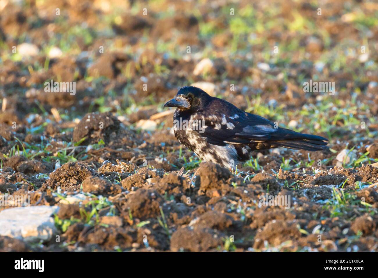 rook (Corvus frugilegus), morfo bianco a macchia estremamente raro, leuismo, Germania, Baviera, Niederbayern, bassa Baviera Foto Stock