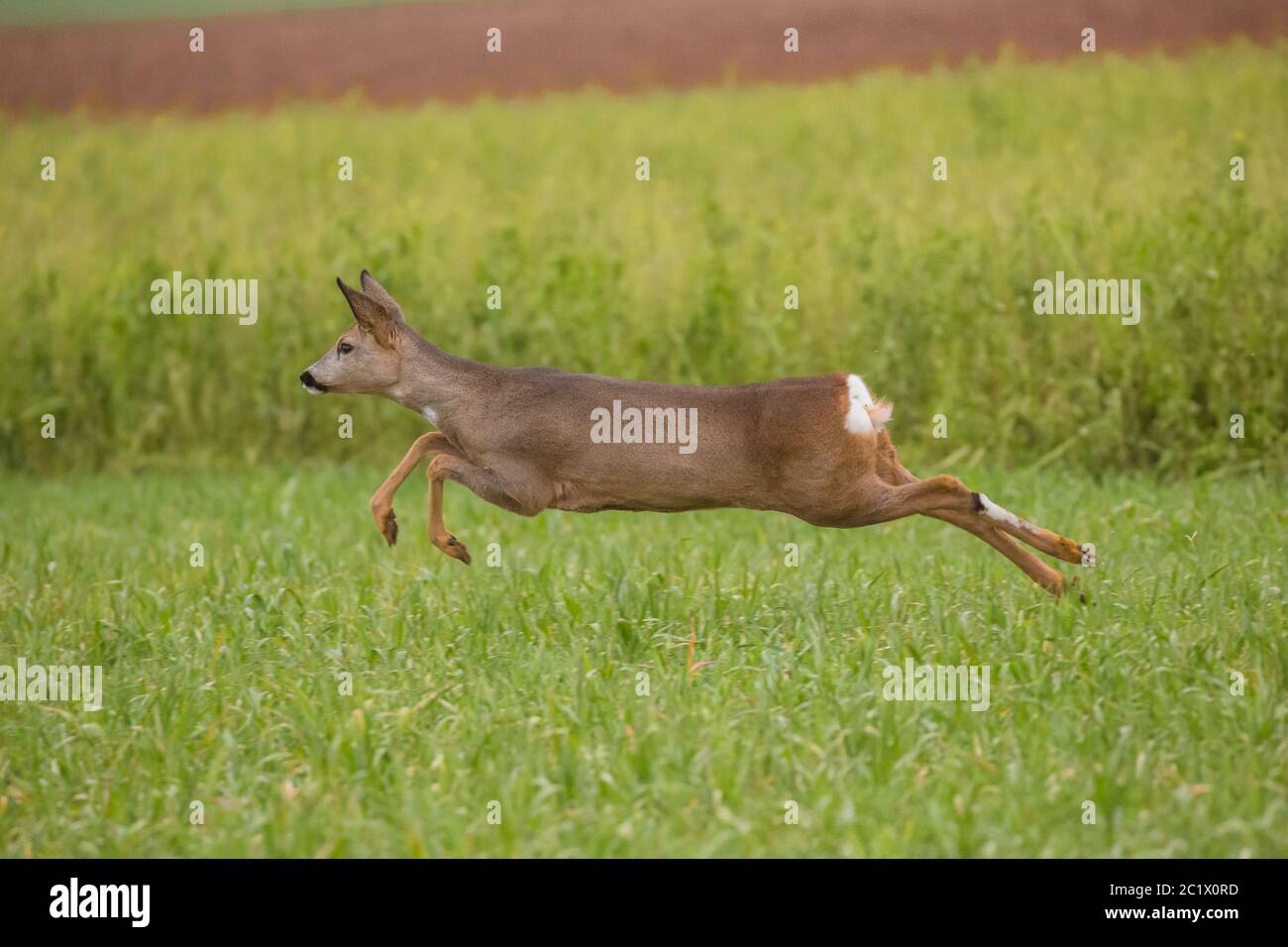 Capriolo (Capreolus capreolus), saltando in un prato, Germania, Baviera, Niederbayern, bassa Baviera Foto Stock