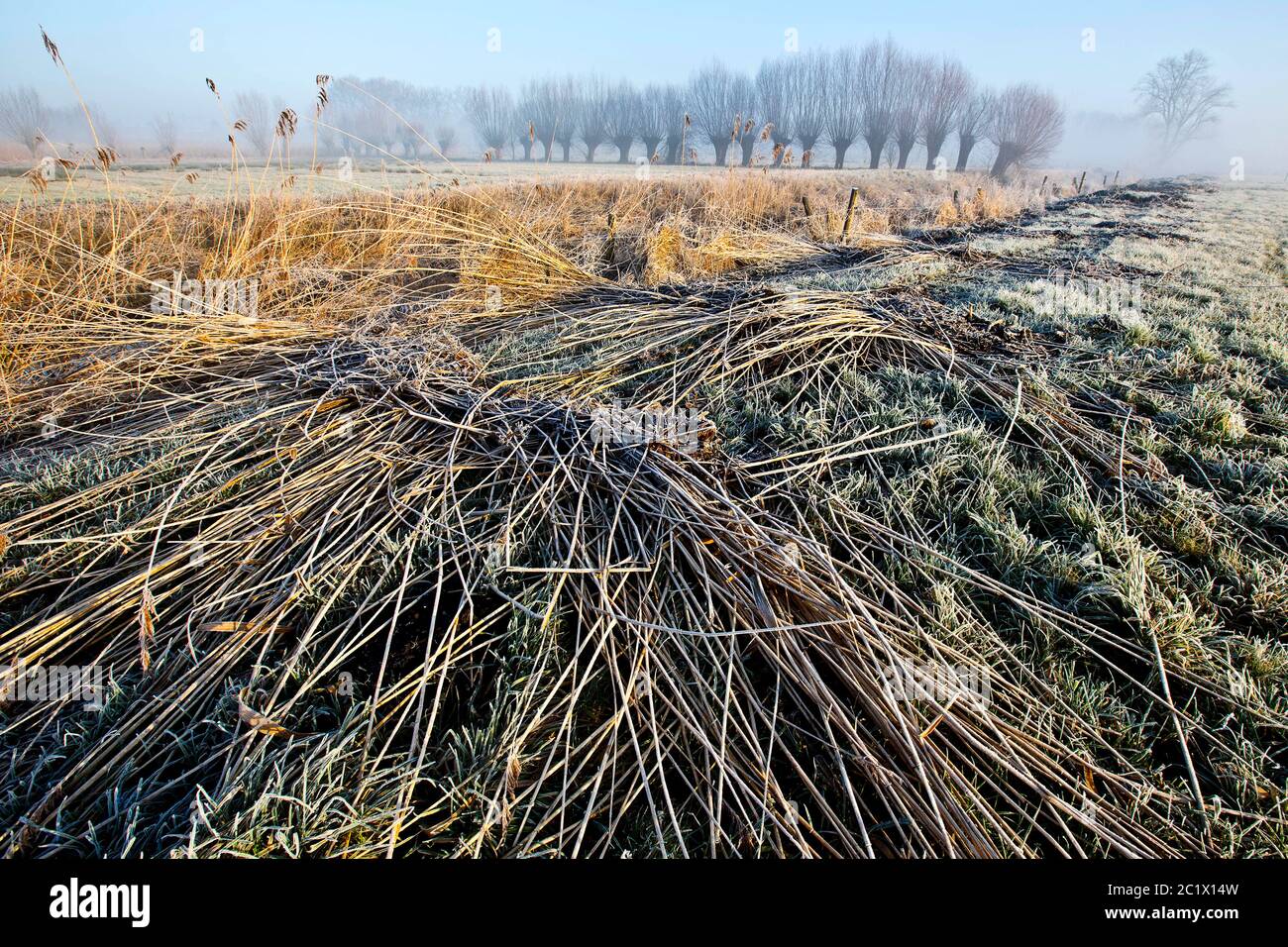 Erba di canna, canna comune (Phragmites communis, Phragmites australis), Langemeersen riserva naturale in inverno al mattino, fila di salici pollared sullo sfondo, Belgio, Fiandre Orientali, Langemeersen, Oudenaarde Foto Stock