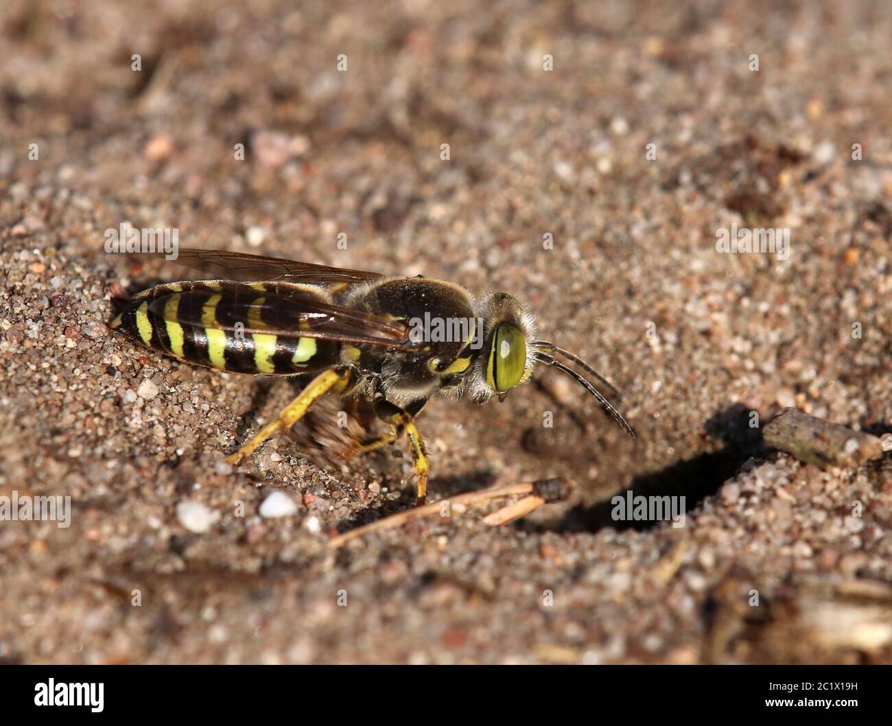 Grande wasp rotante Bembix rostrata dalla duna interna di Sandhausen Pflege SchÃ¶nau Foto Stock