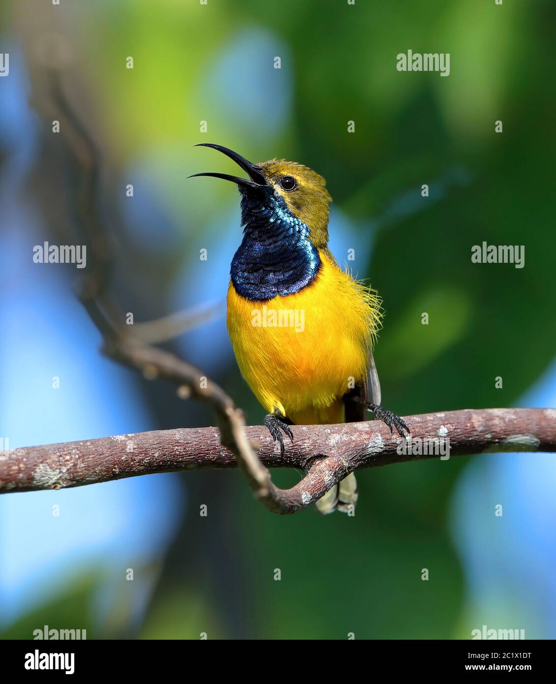 Uccello solario con schienale ulivo (Nectarinia jugularis), maschio che canta, Australia, Queensland Foto Stock