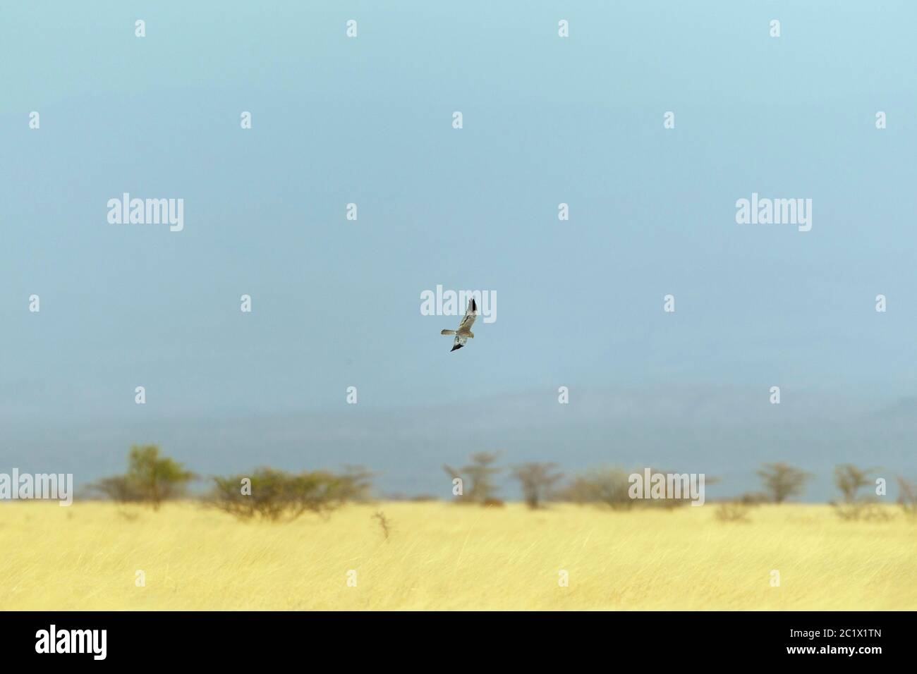 Harrier di montague (Circus pygargus), maschio che sorvola le pianure erbose, che si infrangono in Etiopia, Etiopia Foto Stock