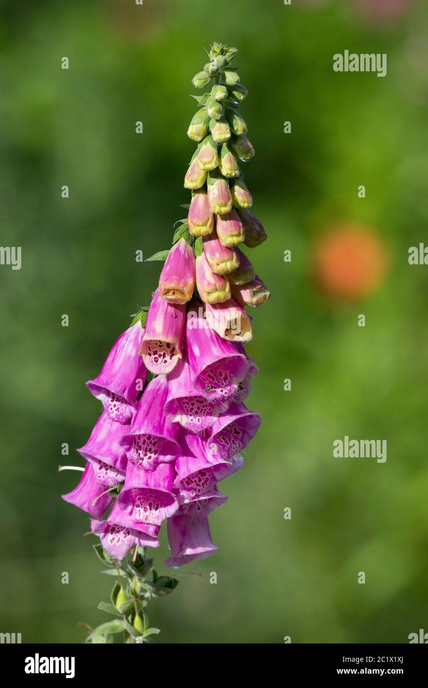 Foxglove comune, viola foxglove (Digitalis purpurea), infiorescenza, Germania Foto Stock