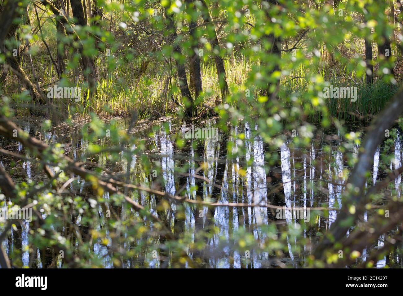 Palude ad un alder carr, Germania, Schleswig-Holstein Foto Stock