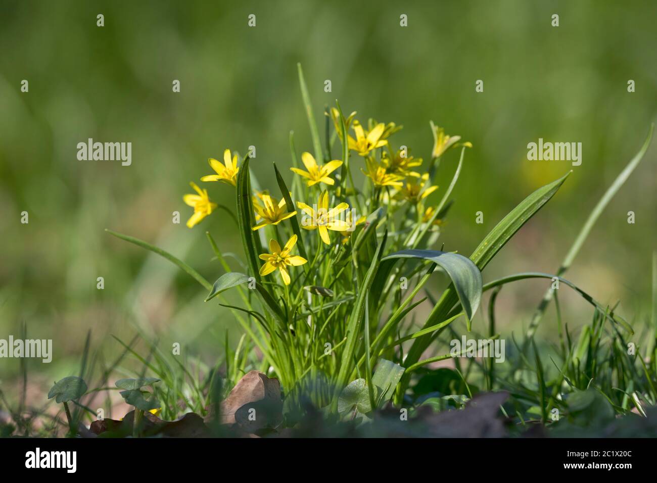 Stella gialla-di-Betlemme (Gagea lutea), fioritura, Germania Foto Stock