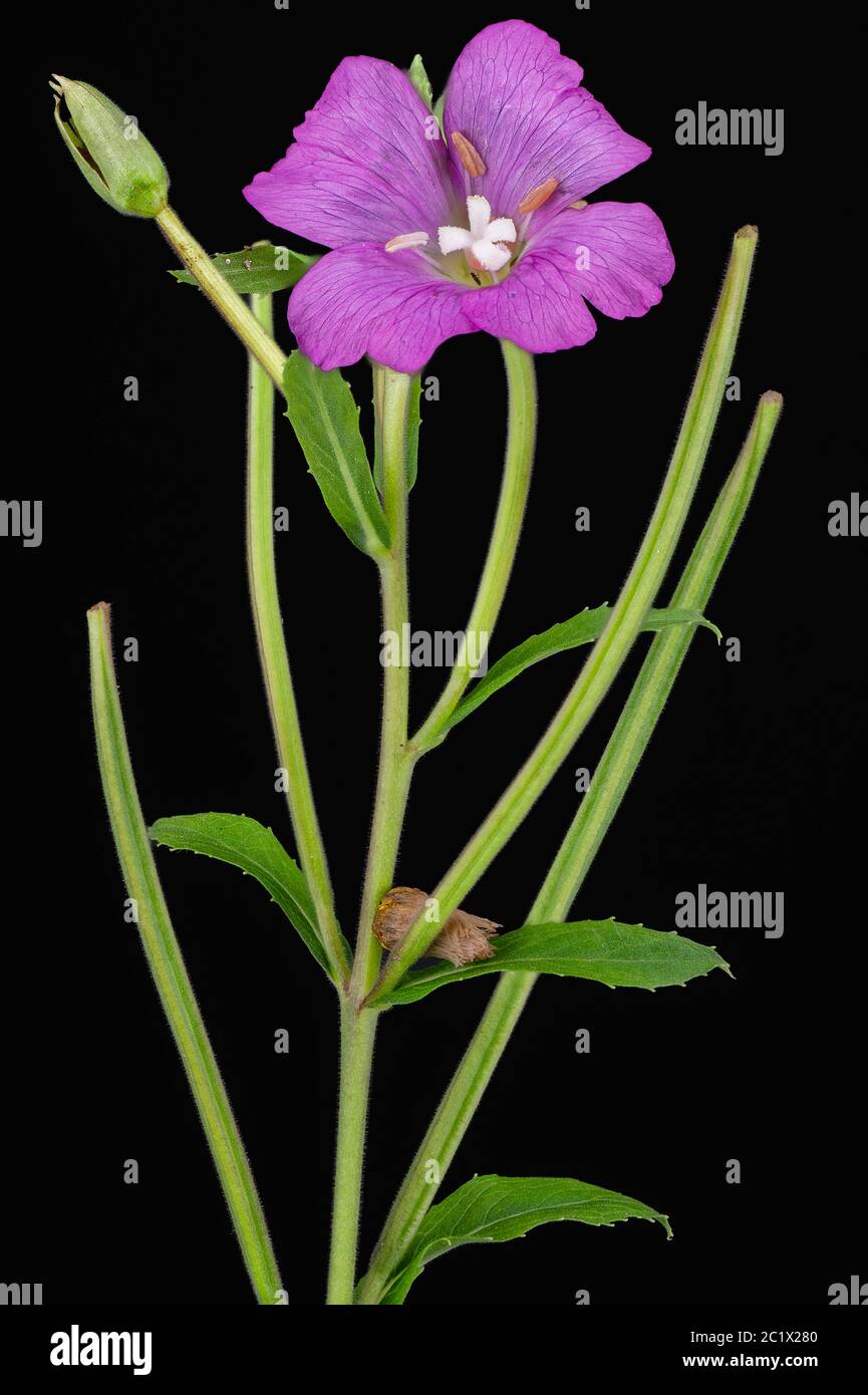 Willoweb grande, willowwib grande peloso, willowwib peloso (Epilobium hirsutum, Epilobium tomentosum), fiore, germoglio e frutta giovane su sfondo nero, Germania, Baviera, Alpenvorland Oberbayern Foto Stock